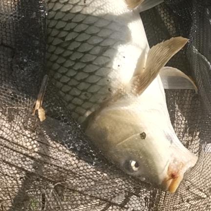 餐条小哥