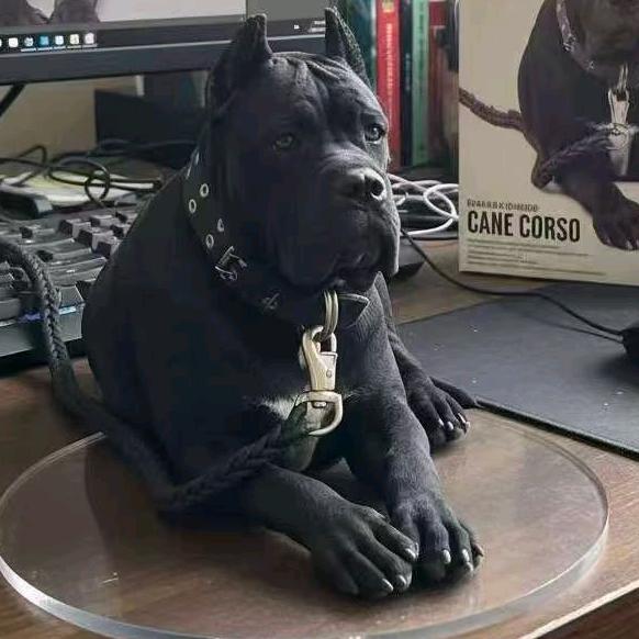 卡斯罗犬 坦克 （个人玩家）