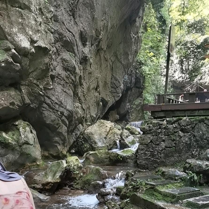 像鱼