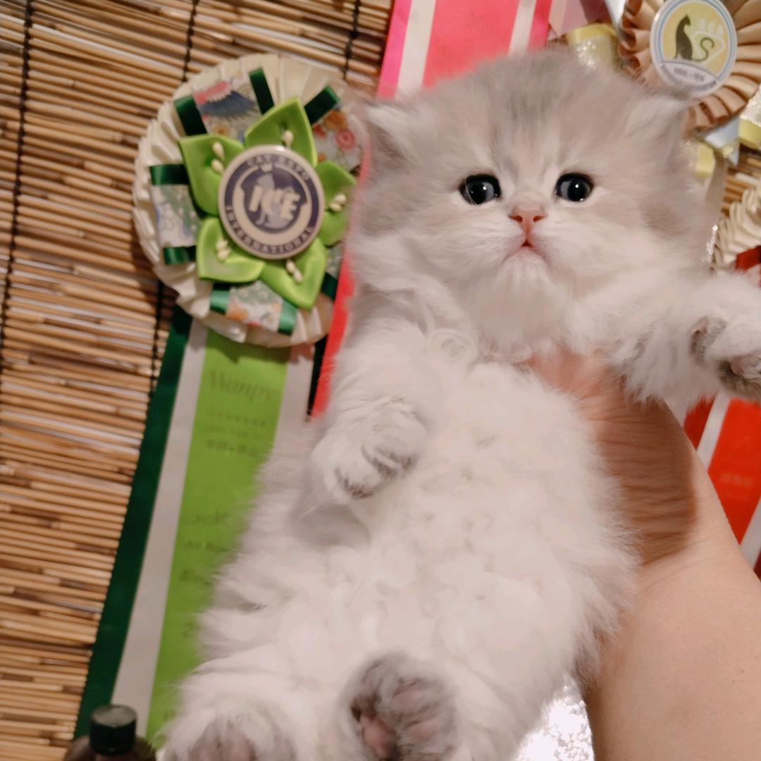 河头老街猫舍