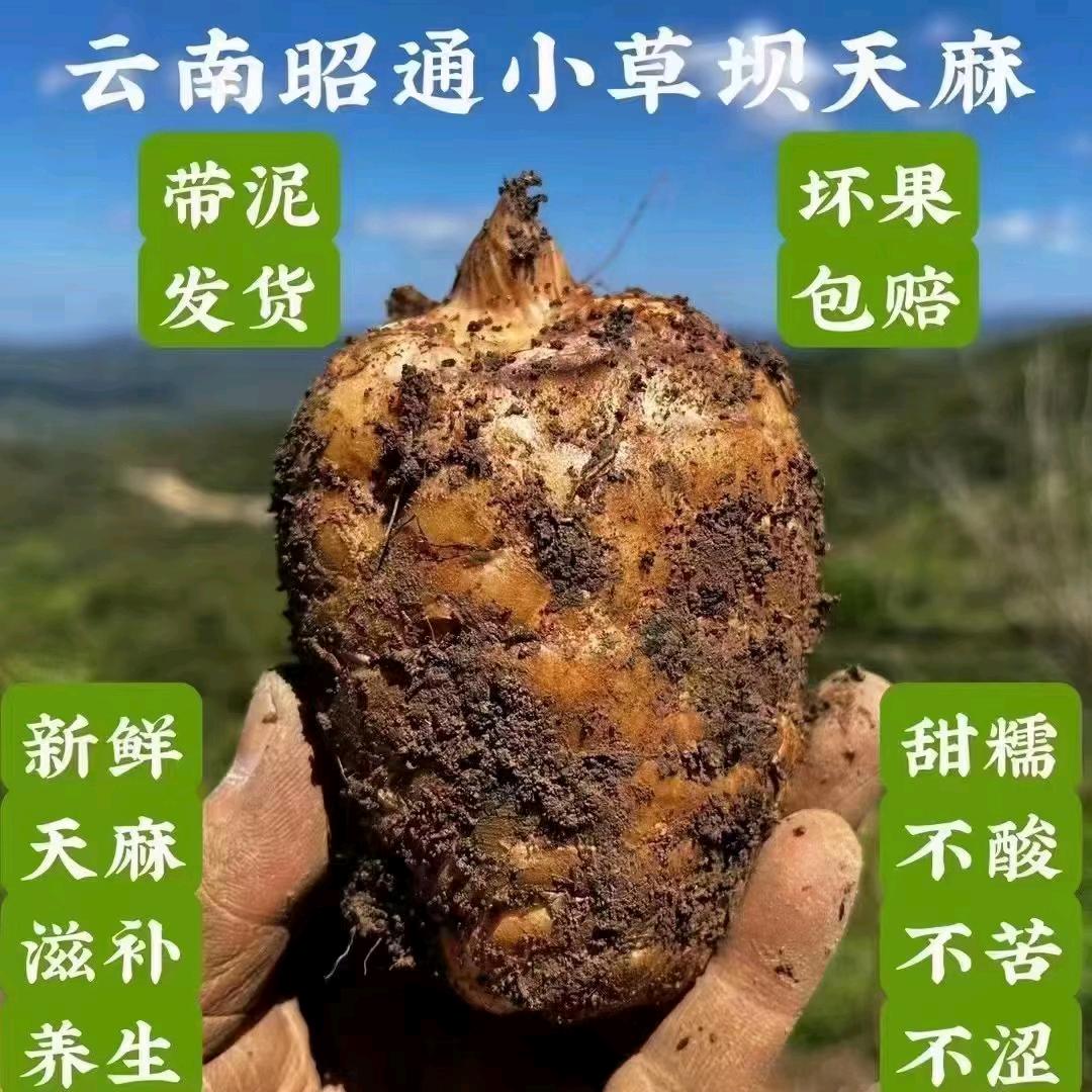 云南特产《718》