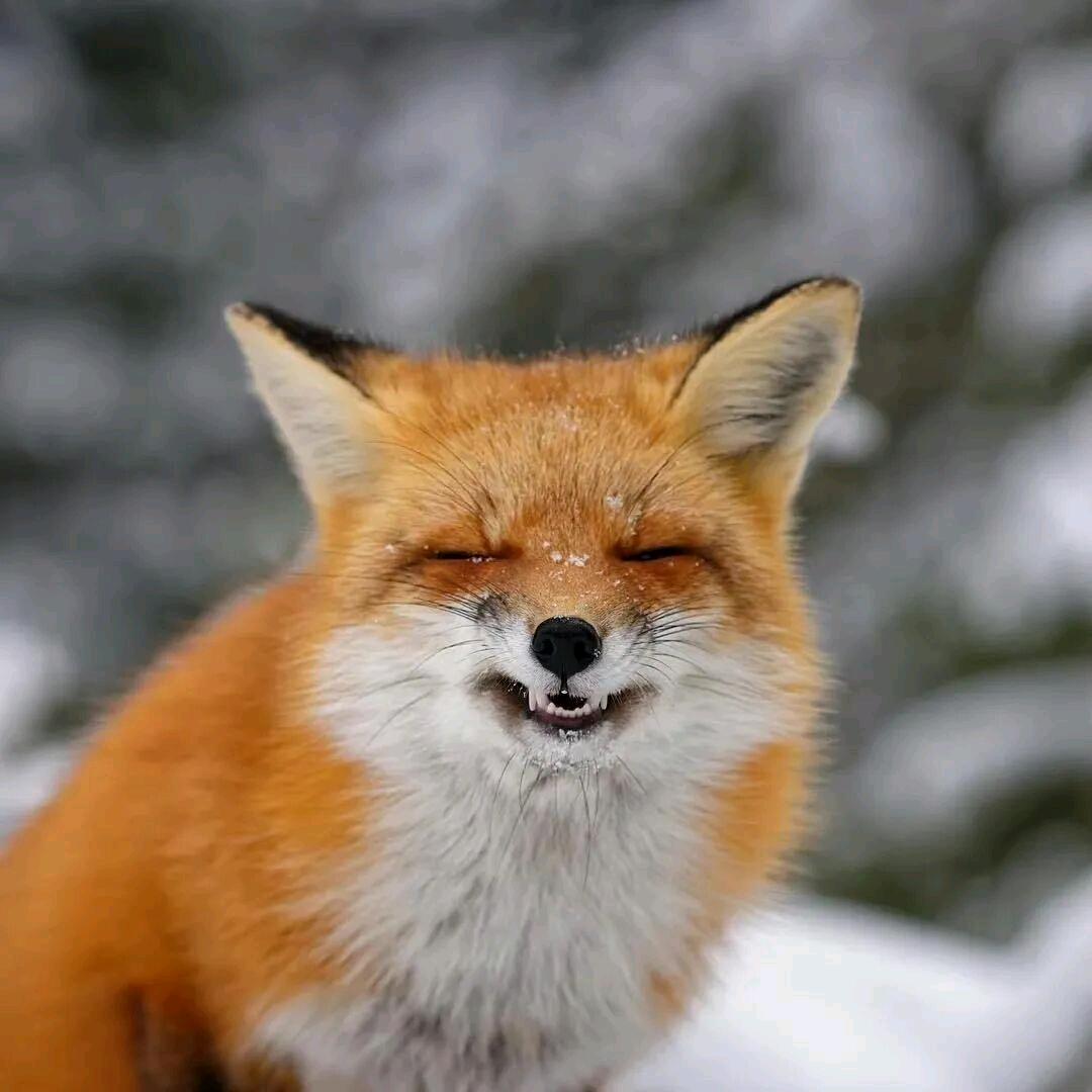 辣条