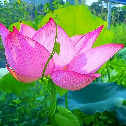 开心花园