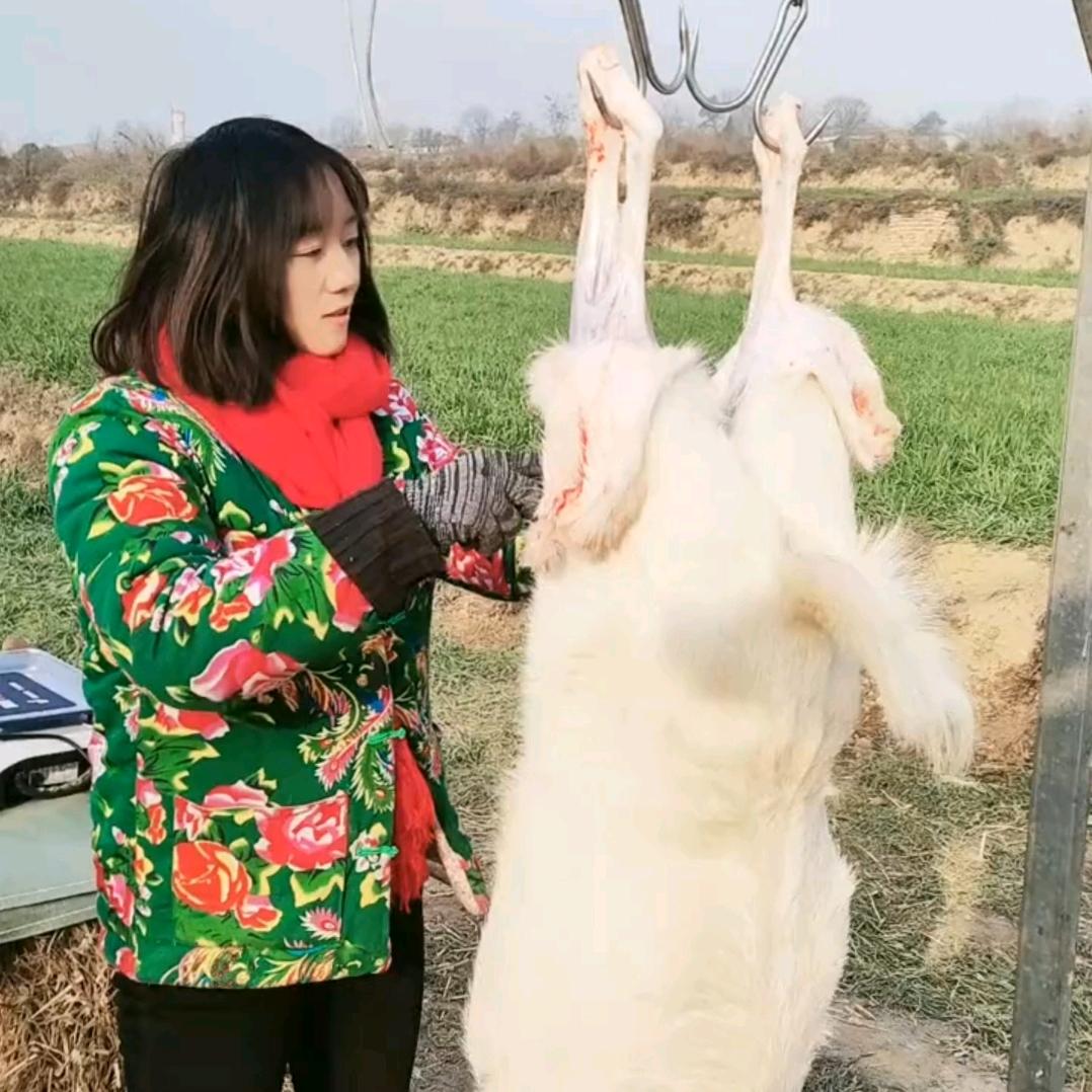 放羊娃…