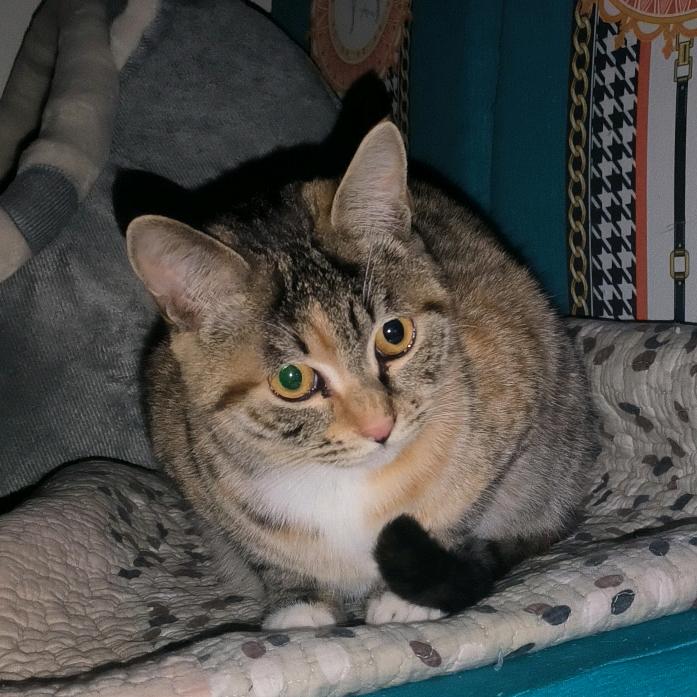 猫布林