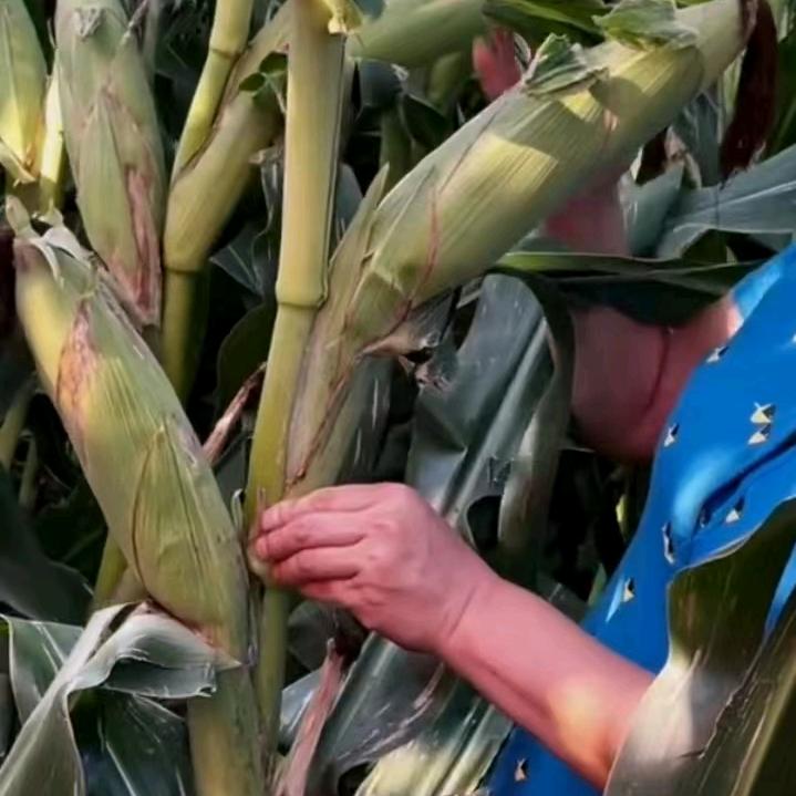 盛玉农业高产玉米