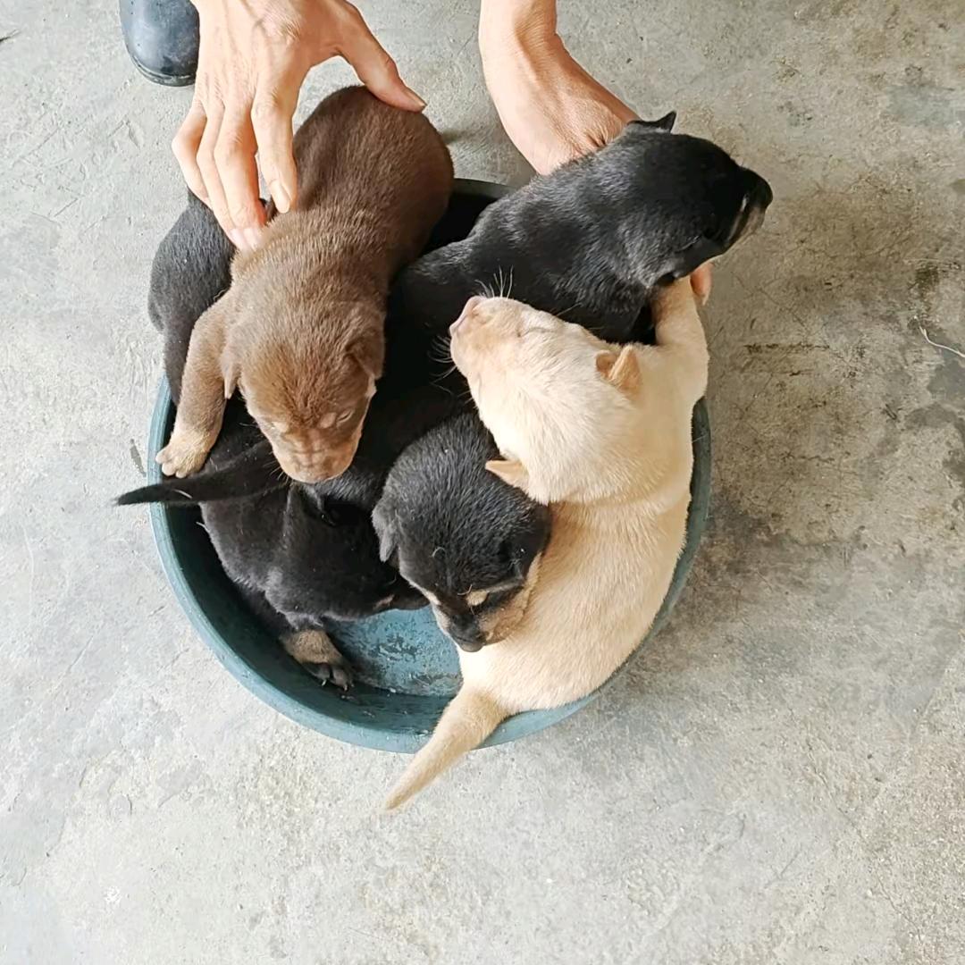 小奶狗的乐趣