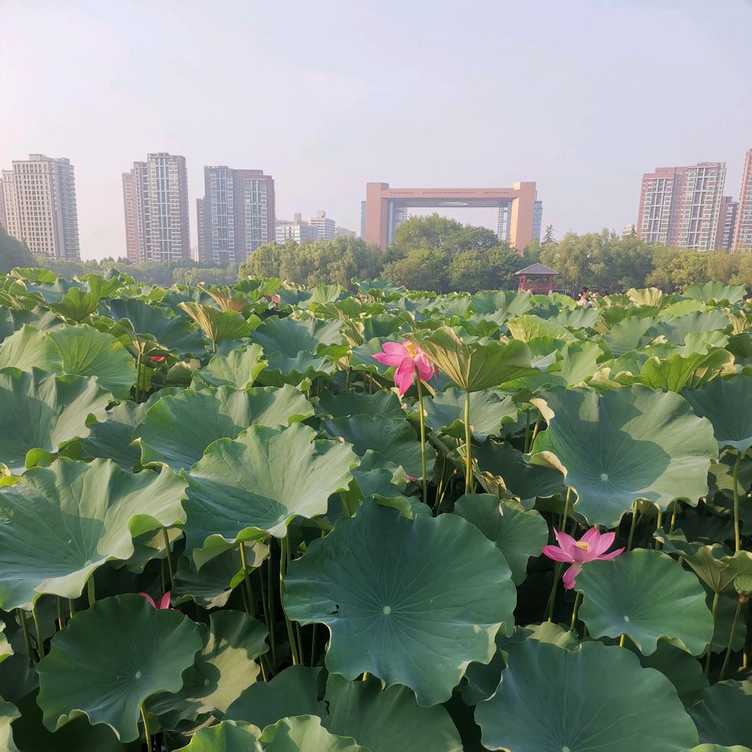 荷花