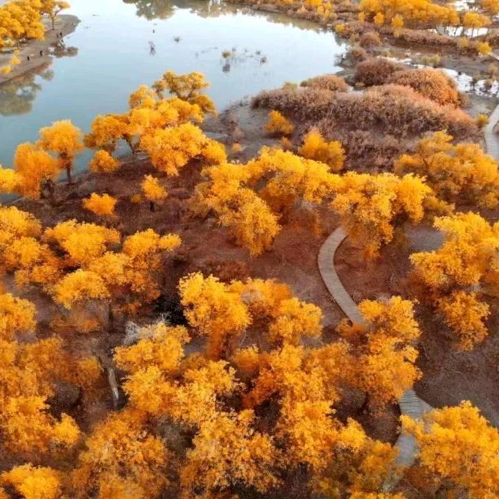 额济纳旗胡杨林