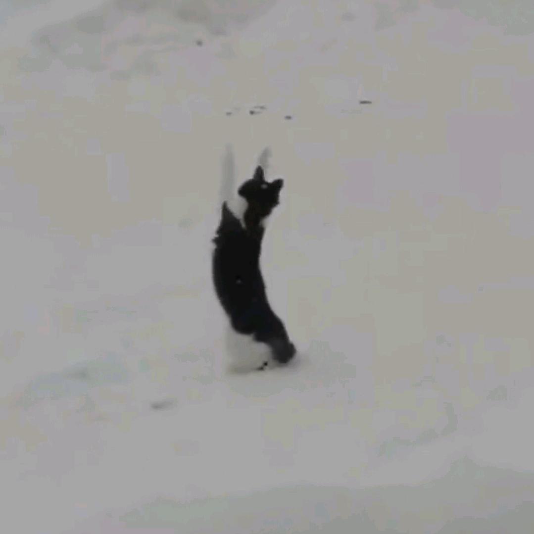 猫儿在犯困