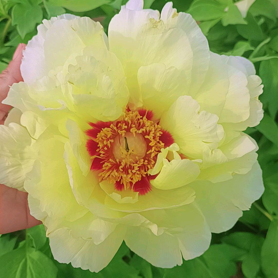 盛夏倾城