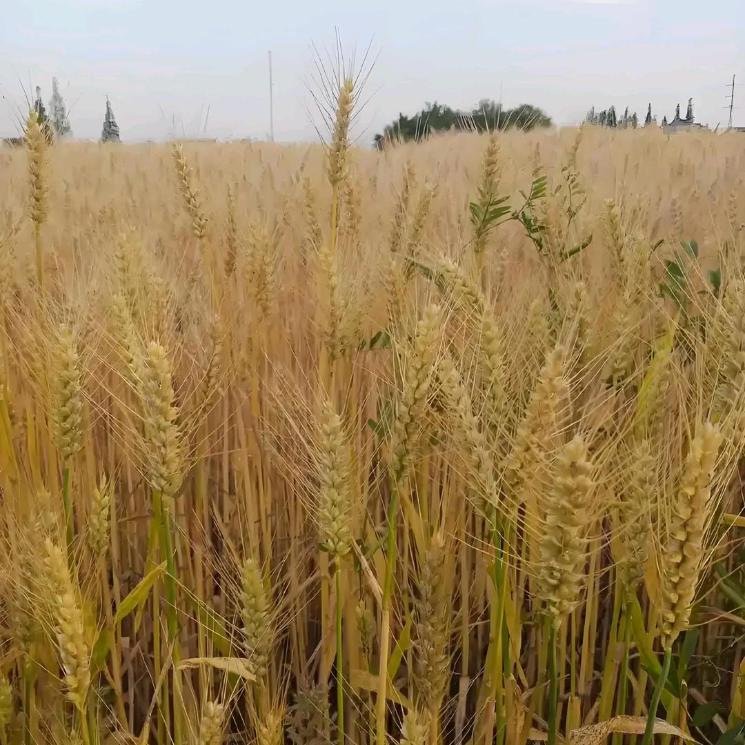 麦子🌾