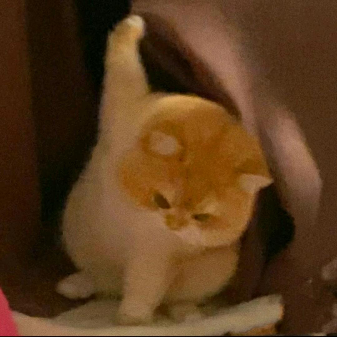 一顿十个蛋