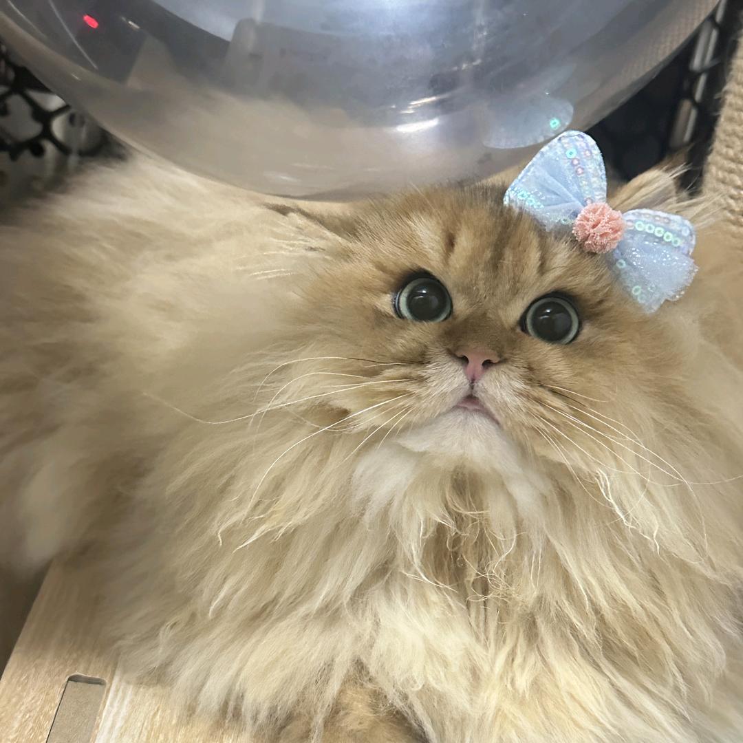 同同
