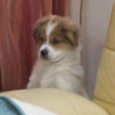 姩婳蠲