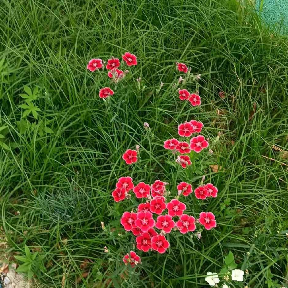 明天会更好