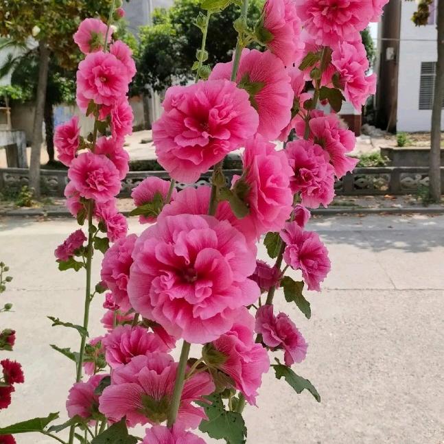 富贵花开