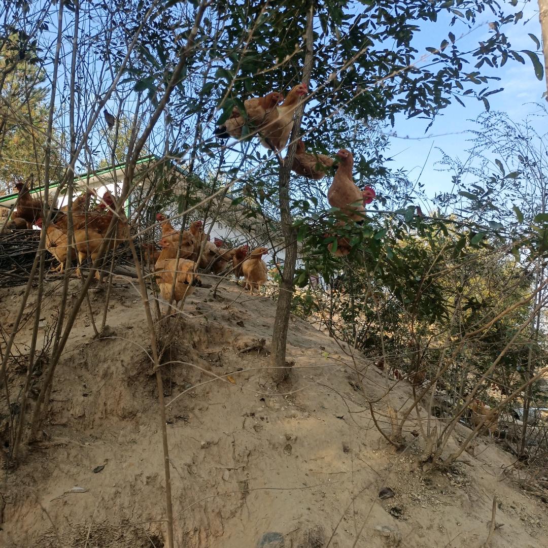 玉峰农场