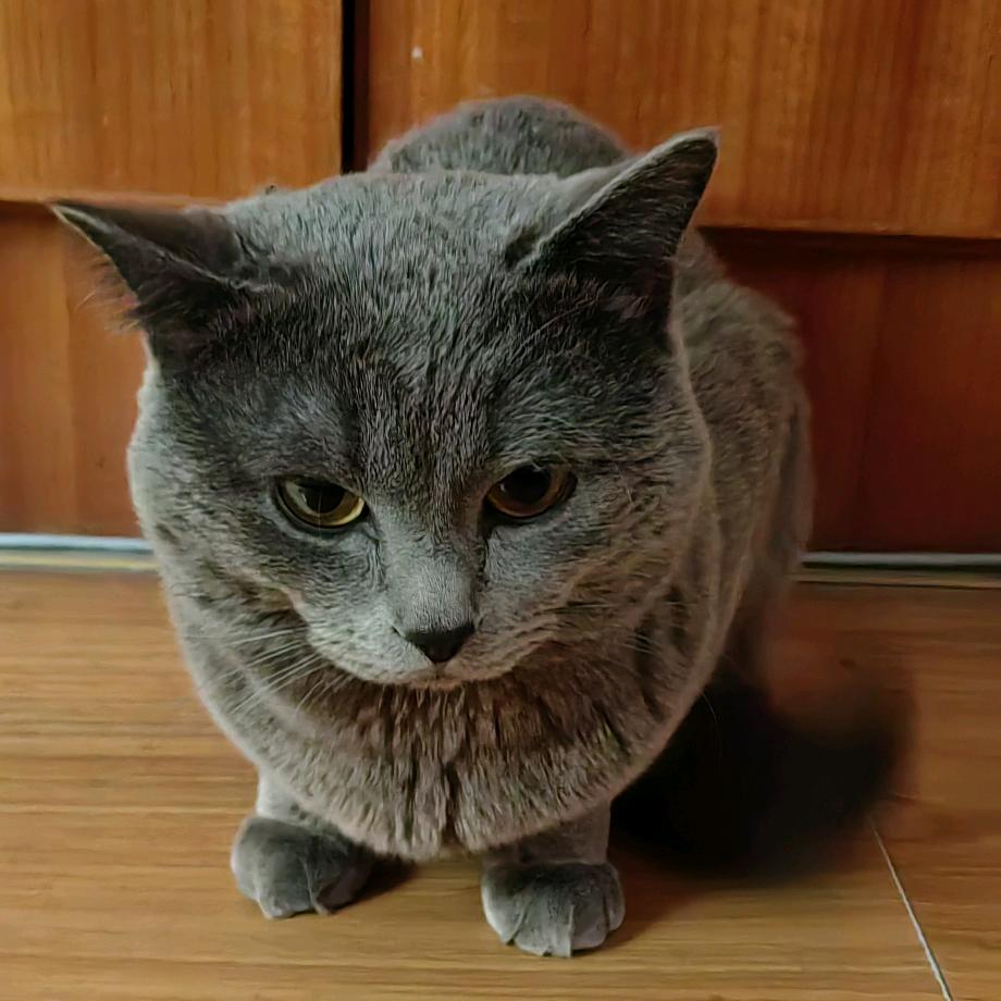 冰妹儿