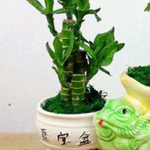 红哥