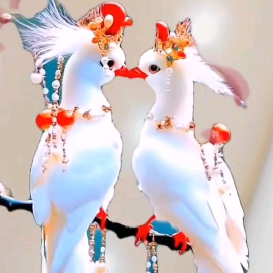 小兔子🐇🐇🐇🐇🐇🐇❤️❤️❤