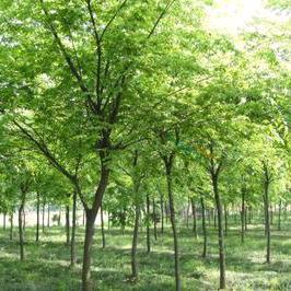 苗苗🌳🌷🌷