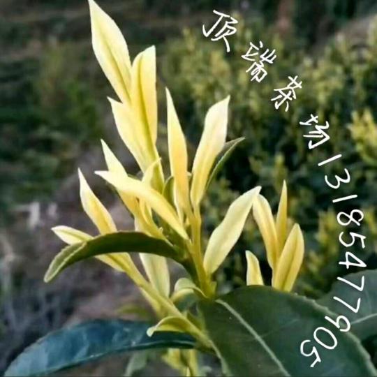 安吉溪龙顶端茶场