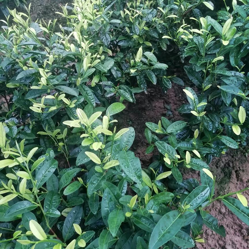 美美采茶工中介，，静静