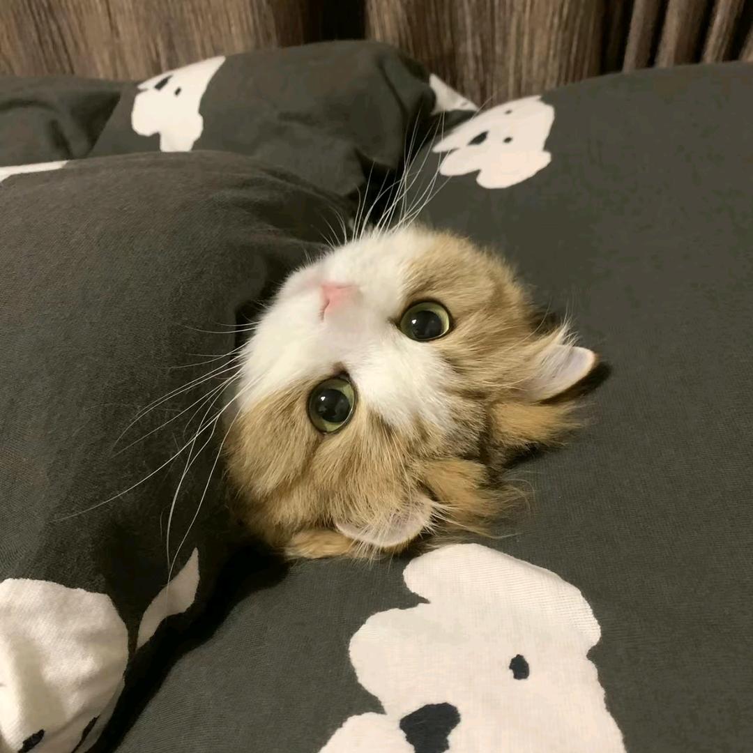 。十二
