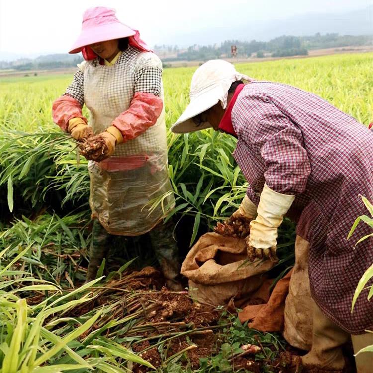 阿平果蔬