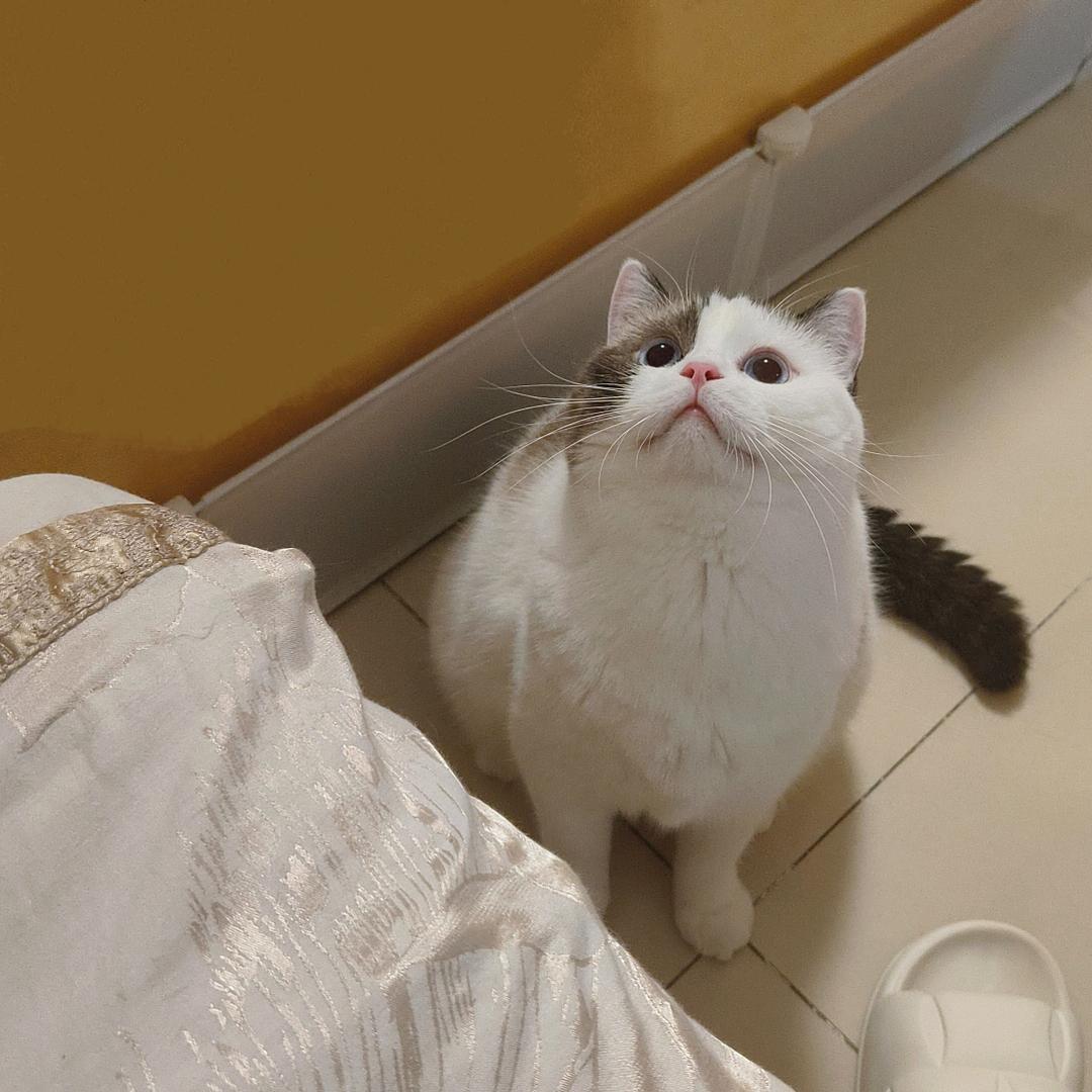 澳白是只猫