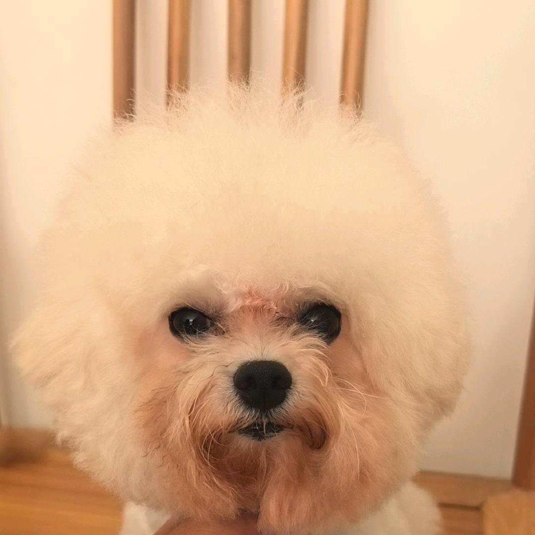 小狗当家宠物精选小铺