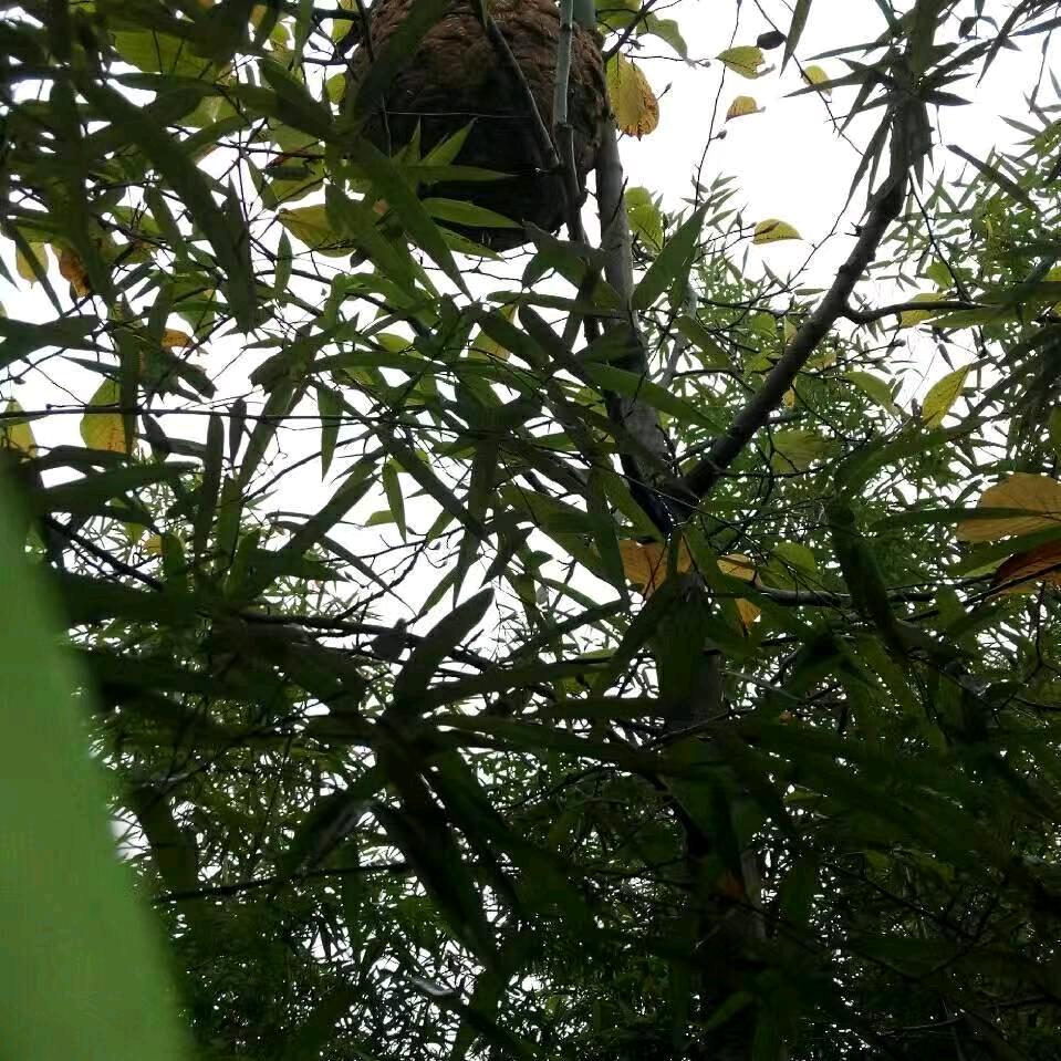 自由自在8580