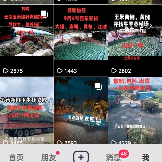 云南玉米杆青储草料