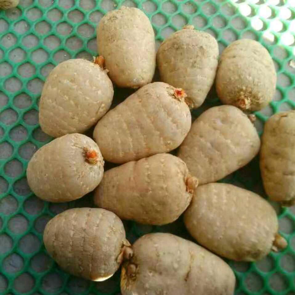 天麻哥