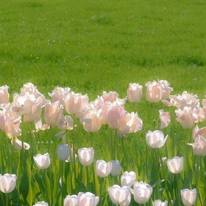 未央花圃