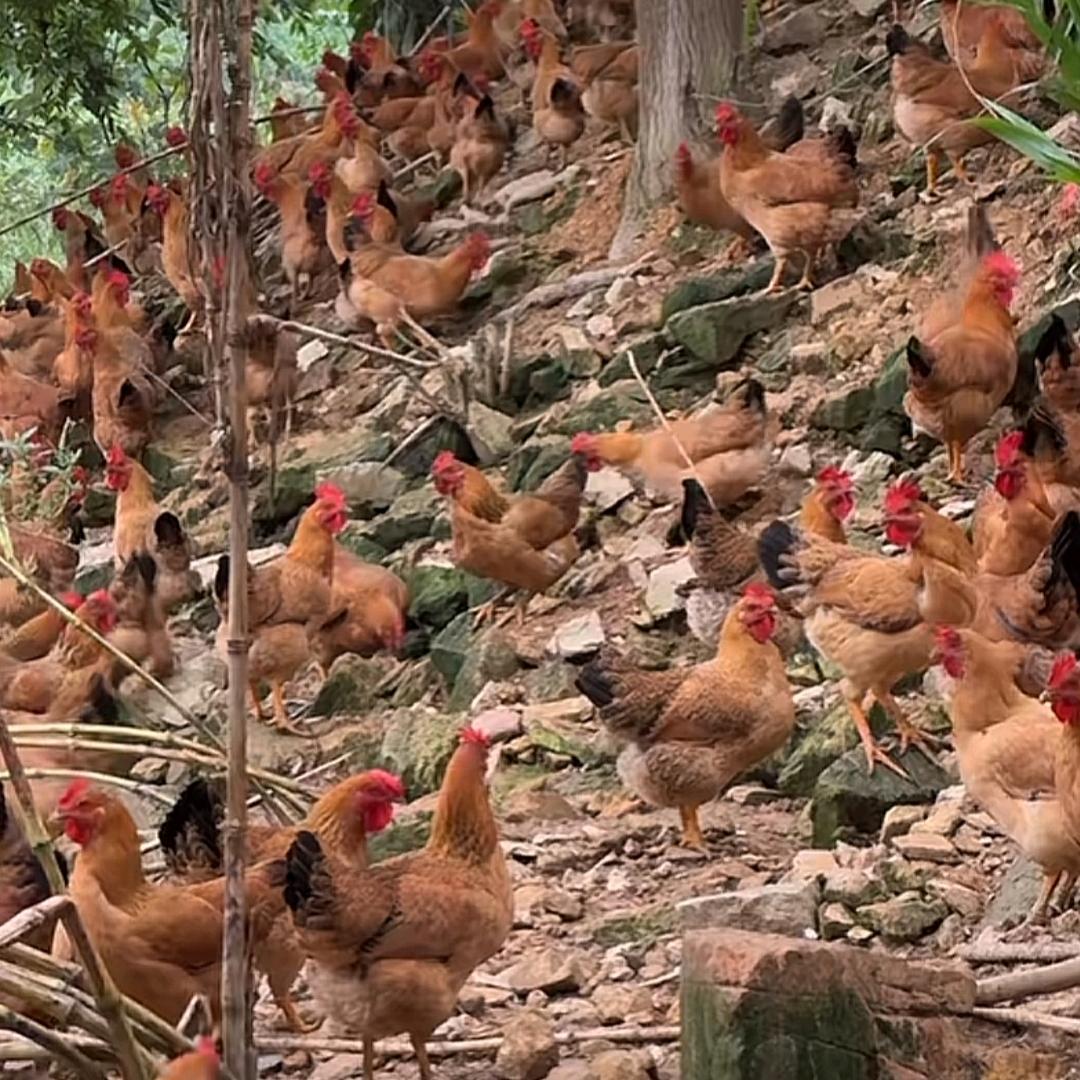 荔谷鸡司令🐔