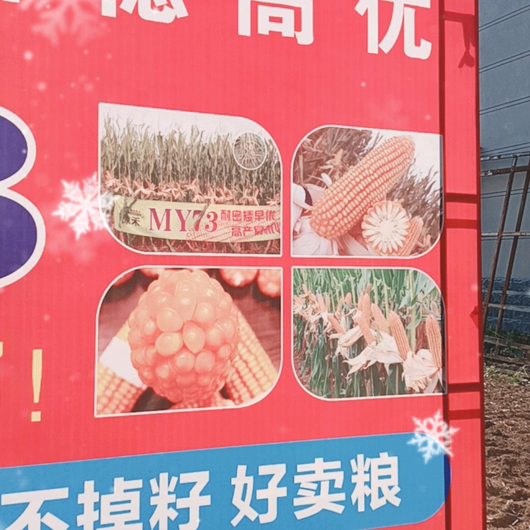 美