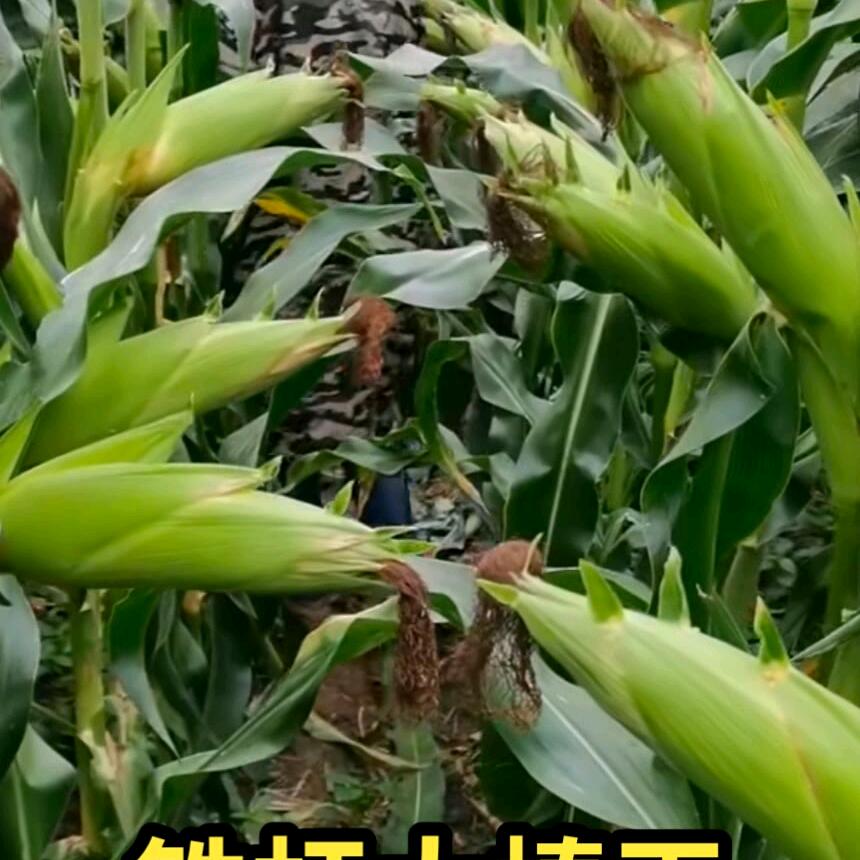 又丰收了