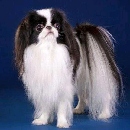 小学，日本狆犬繁殖户