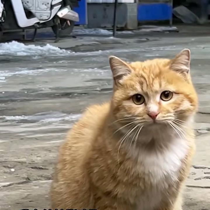 喵生暖暖
