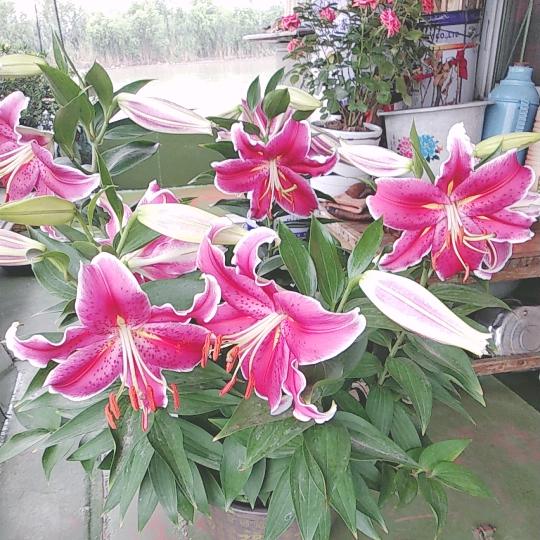 友芳
