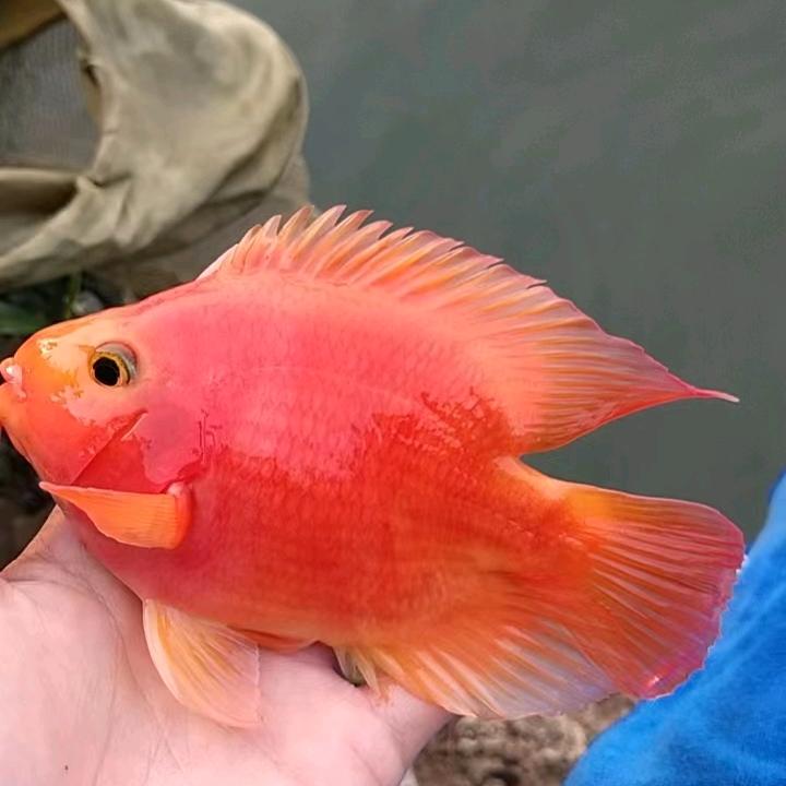 @悠悠爱钓鱼