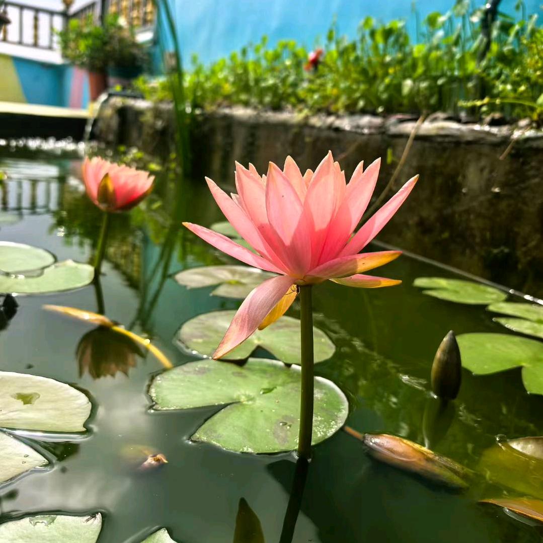 宸宇婉