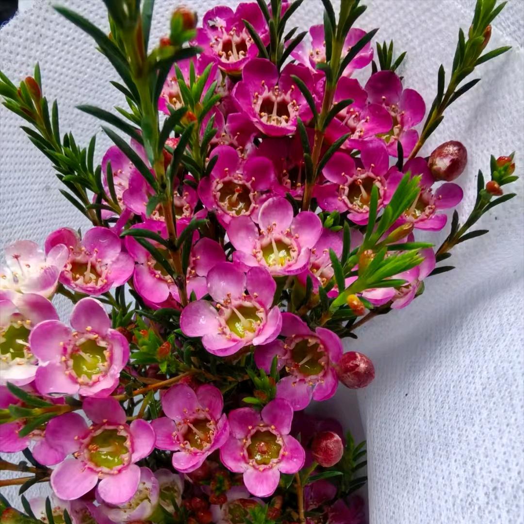 花之界