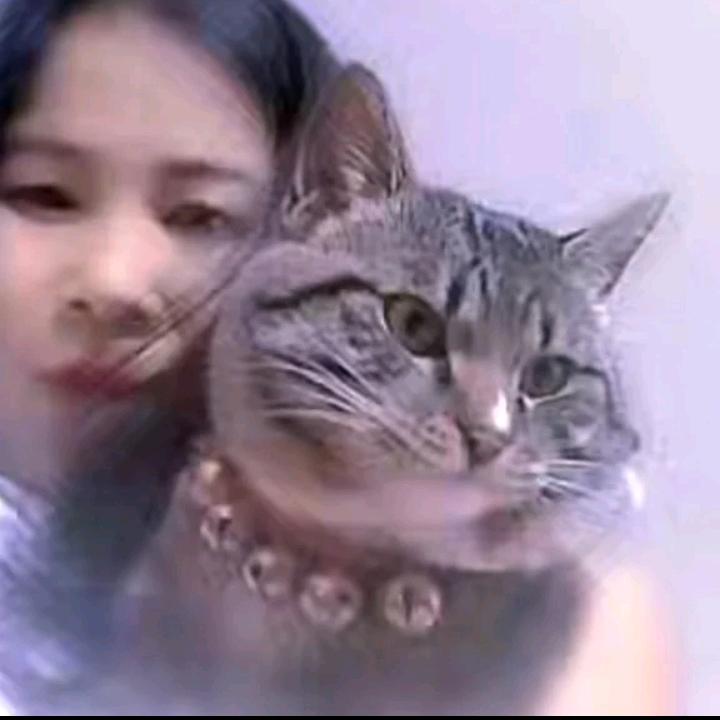 小橘猫♀