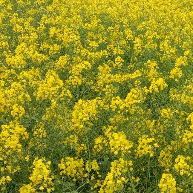 小浪花