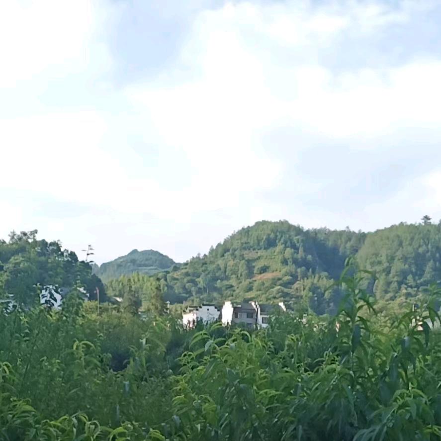 小师弟