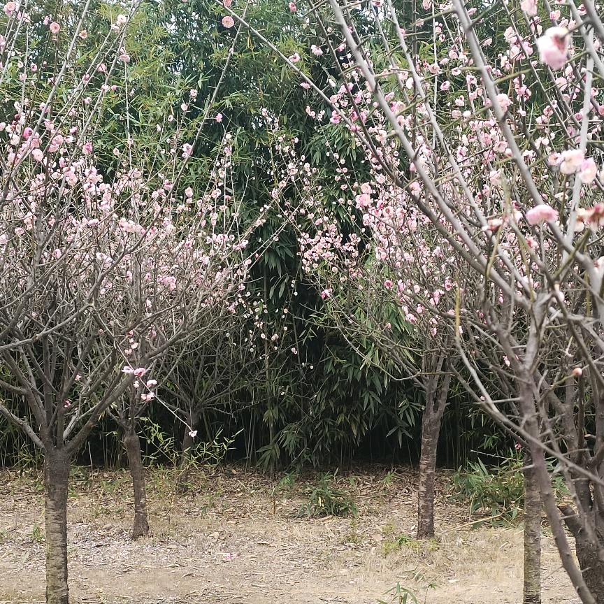 柠檬❤没我❤萌