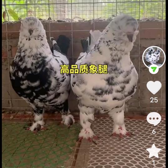 鸽子优选
